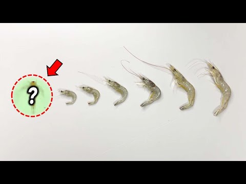 90%가 모르는 새우의 성장과정..! 새끼 새우는 충격적입니다 ㄷㄷ