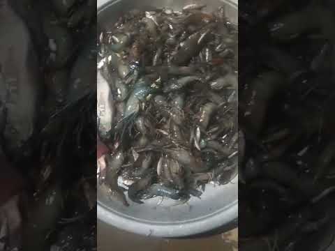 #ভাইরাল_ভিডিও #চিংড়ি #মাছ