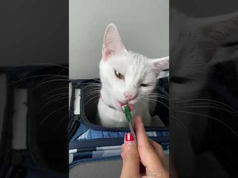 #cat #catlover #churu #whitecat