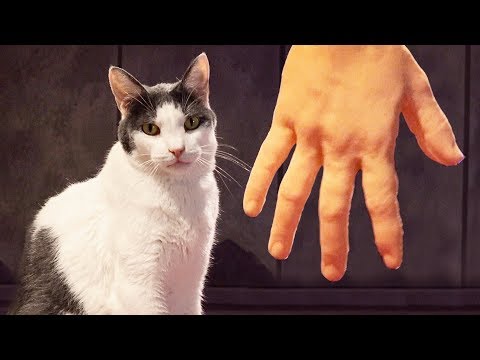Funny Cats Pet By Weird Robotic Hand