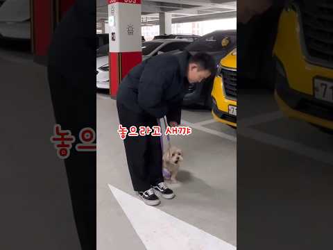 🔥100만🔥산책시 사람에게 짖고 달려드는 강아지 행동교정법