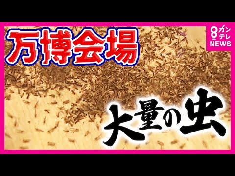 【万博】「虫」が大量発生…大屋根リングの上は大パニック SNS上でも万博会場の虫が話題に 防虫スプレーは効果期待できず 夕方の活動時間を避けることが効果的 虫の正体は「ユスリカ」〈カンテレNEWS〉