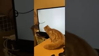 テレビで遊ぶぽんちょ