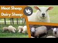 Sheep Breeds and Their Uses