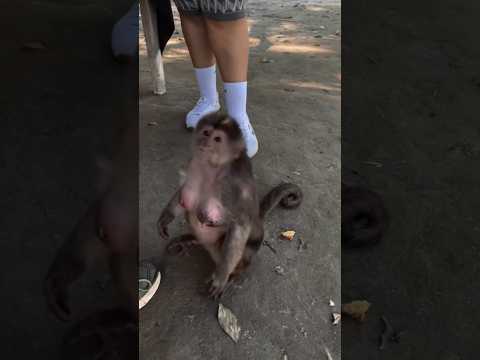 Signorina, si copra! #videodivertenti #viralvideo #monkey #risate #animals #parodia #ridere