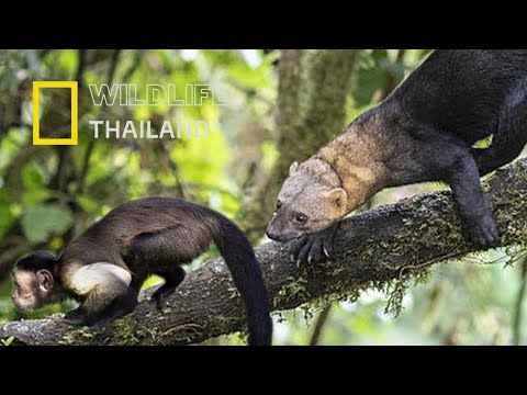 ไทรา: นักล่าผู้ว่องไวแห่งป่าฝนอเมริกาใต้ | สัตว์นักปีนผู้ไร้ความกลัว |สารคดีสัตว์ WILDLIFE