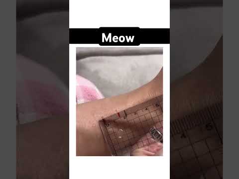 Cat video | meow | Cat funny video