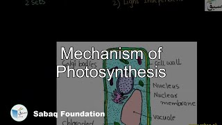 Mechanism of Photosynthesis