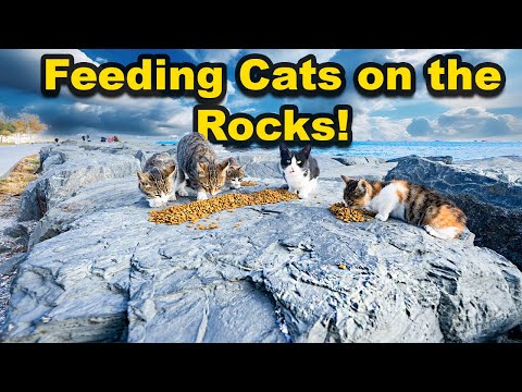 Seaside Strays: Feeding Cats Living on the Rocks by the Ocean ( Funny cat - cute cat )