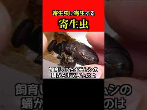 寄生虫に寄生する寄生虫がヤバすぎる #shorts