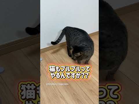 猫もブルブルってやるんですか？ #保護猫 #ととまる #cat