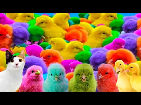 Ayam Lucu, Ayam Warna Warni, Ayam Rainbow, Kelinci Lucu, Bebek Lucu, Ikan Koi, Hewan Lucu #17