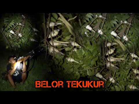 Belor tekukur, Spot feeling good Mojokerto.‼️‼️‼️