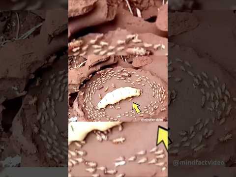 Unbelievable Termite Queen Transformation. #facts #animal #science