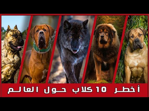 ุงูู 10 ููุงุจ ุงูุงุฎุทุฑ ุญูู ุงูุนุงูู
_ Train your dog Egypt