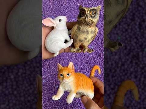 Owl, rabbit, cat #animals