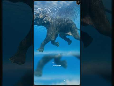 Elephant Drowned in The Indian Ocean 🥹 #elephant #indianocean #news @SanjayUnfiltered25
