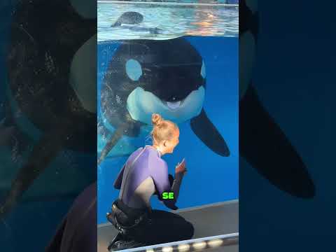 Cette dresseuse perçoit un changement étrange chez son orque 🐬💖
