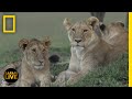 Wildlife Behavior and Adaptations