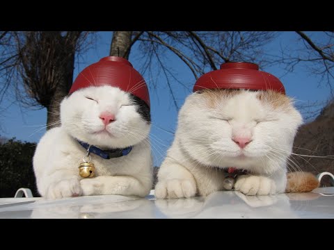 猫の動画サムネイル - うずまきLIVE配信？　放置？　　2025年07月20日