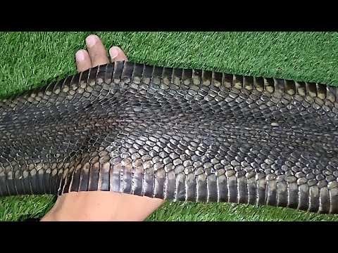 الحجم الحقيقى لكوبرا الماسورة مع احمد الدكرونى
