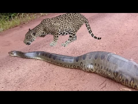 Onça mata anaconda sem dó , confira!