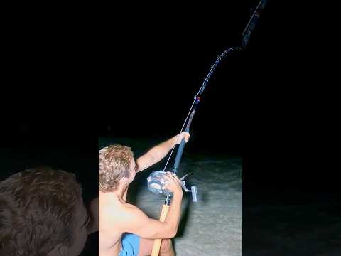 Big bull shark tagged and release! video thumbnail