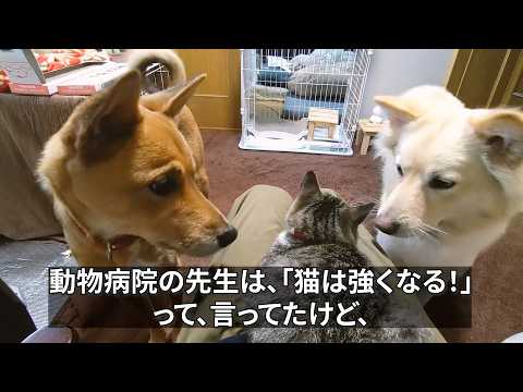 猫のめしが気になる犬