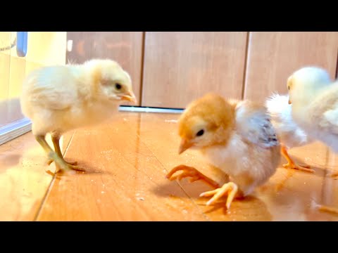 猫の動画サムネイル - 立てなくなったスーパーのヒヨコに奇跡が起こった！