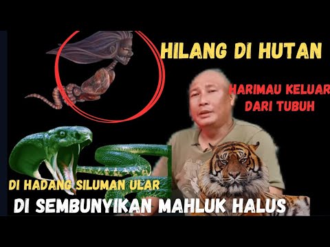 Ini Aneh !!! Hilang 3 hari di Hutan Tiban, tiba tiba keluar Harimau dari dalam tubuh Heru Gundul
