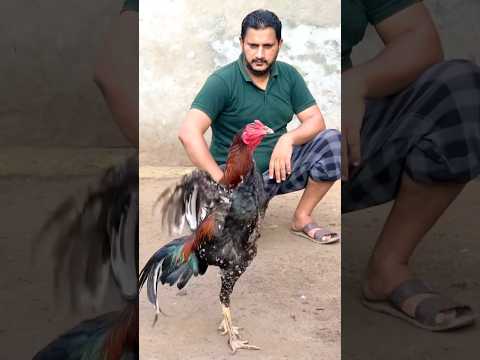 #rooster