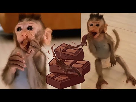 How Cute Baby Monkey Didi Eats Chocolate for the First Time