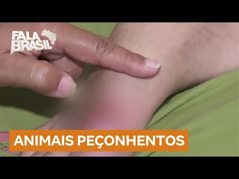 Ambientes urbanos também estão sujeitos a ataques de animais peçonhentos