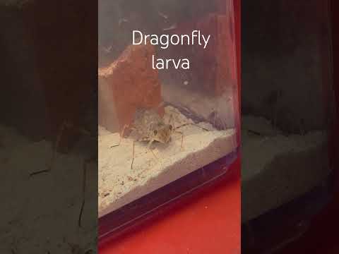 Dragonfly larva just CHILLIN! #Dragonflylarva #Dragonfly #larva