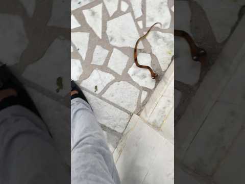 Yana ne dara diya snake gerke