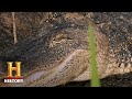 Alligator Management and Safety Challenges