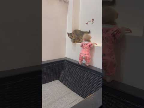#littlemonkey #monkeybab #babymonkey #monkeyaround #monkeyplay #babyprimate #cute #mymonkey #baby