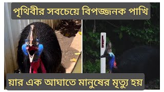 ডাইনোসর যুগের পাখি||ক্যাসোয়ারি|| য়ার এক আঘাতে মানুষের মৃত্যু হয় || #cassowary