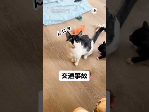 猫の動画サムネイル - 思わぬ接触事故に「ﾝﾆｬｯ」｜PECO