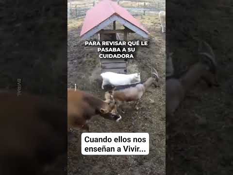 ellos saben cuándo estamos mal 😢🧉😢🇦🇷