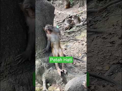 Di Kira Monyet Ini Sakit. Ternyata Lagi Patah Hati! #shorts#shortvideo#animals#monkey