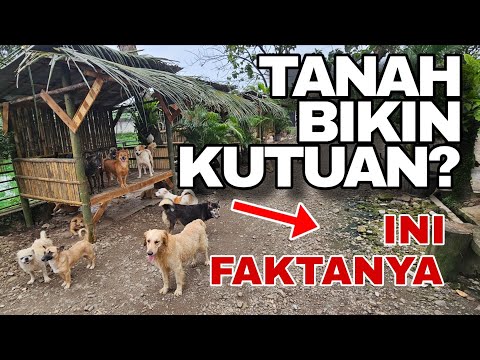 Benarkah Tanah Bikin Anjing Kutuan? Ini Faktanya!