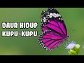 Butterfly Life Cycle and Metamorphosis