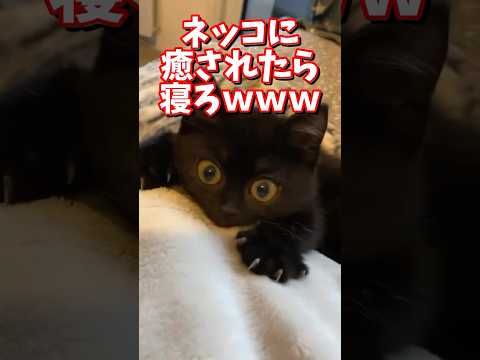 猫の動画サムネイル - ネッコの動画で癒されたら寝ろｗｗｗ　#2ch  #動物  #猫 #癒やし #ねこ動画