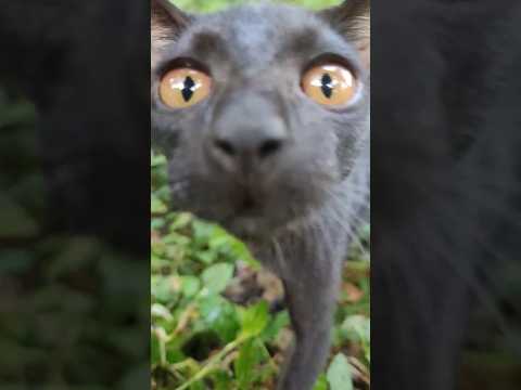 Kitten #catvideos #cat #kitty #kitten #kittycat #cutecat #cutekitty #catsoftiktok