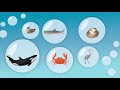 Estuary Restoration and Importance