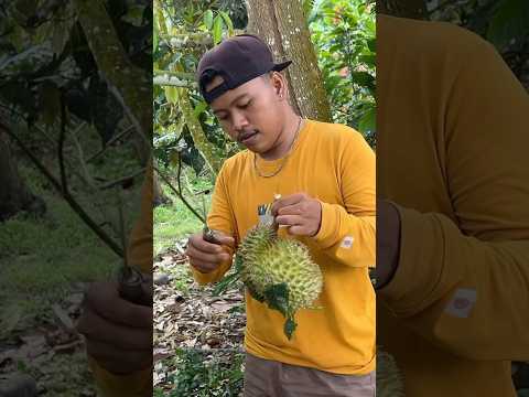 Cari durian muda dikebun buat dimasak dikapal botol🤤 #1177 #KOOKIKO