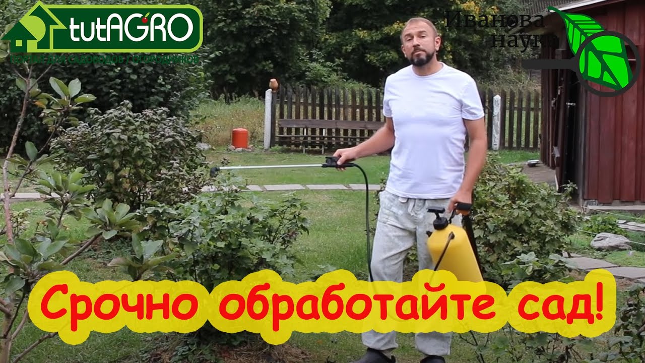 Обработка сада после сбора урожая. Чем лучше обработать деревья и кусты от болезней и вредителей.
