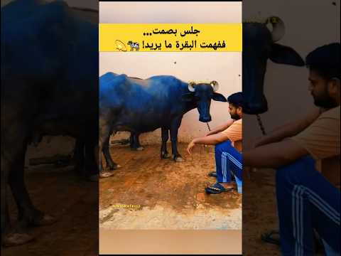 جلس بصمت… ففهمت البقرة ما يريد! 🐄 #بقرة #مؤثر