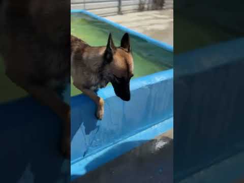 click to play the video